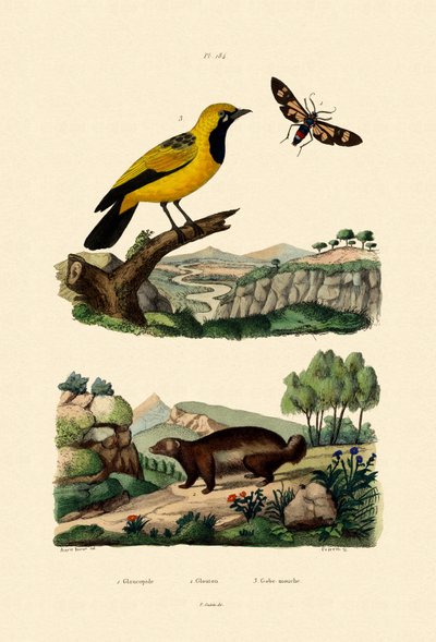 Güve, 1833-39 by French School